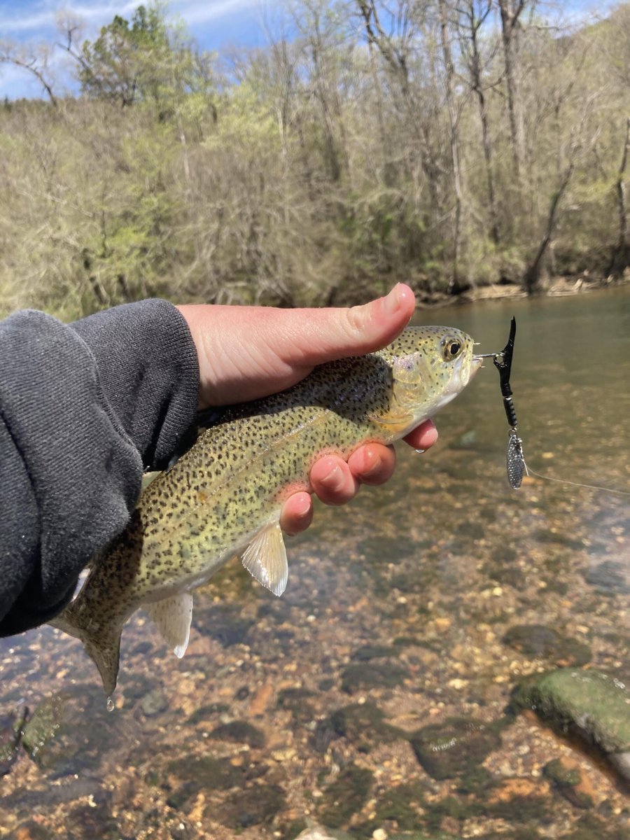 Pretty trout caught a few weeks ago flakefood.com/513268/pretty-… #Fishing #TroutFishing