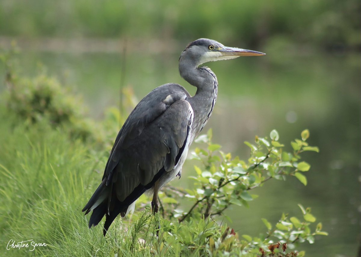 Beady eyes far-flung The herons mind is clear As the white river By Morning Roo #miltonkeynes #visitmk #lovemiltonkeynes #miltonkeynesphotography #scenesfrommk #theparkstrust #miltonkeynesphotos #birdsphotography #lovemk #grandunioncanal