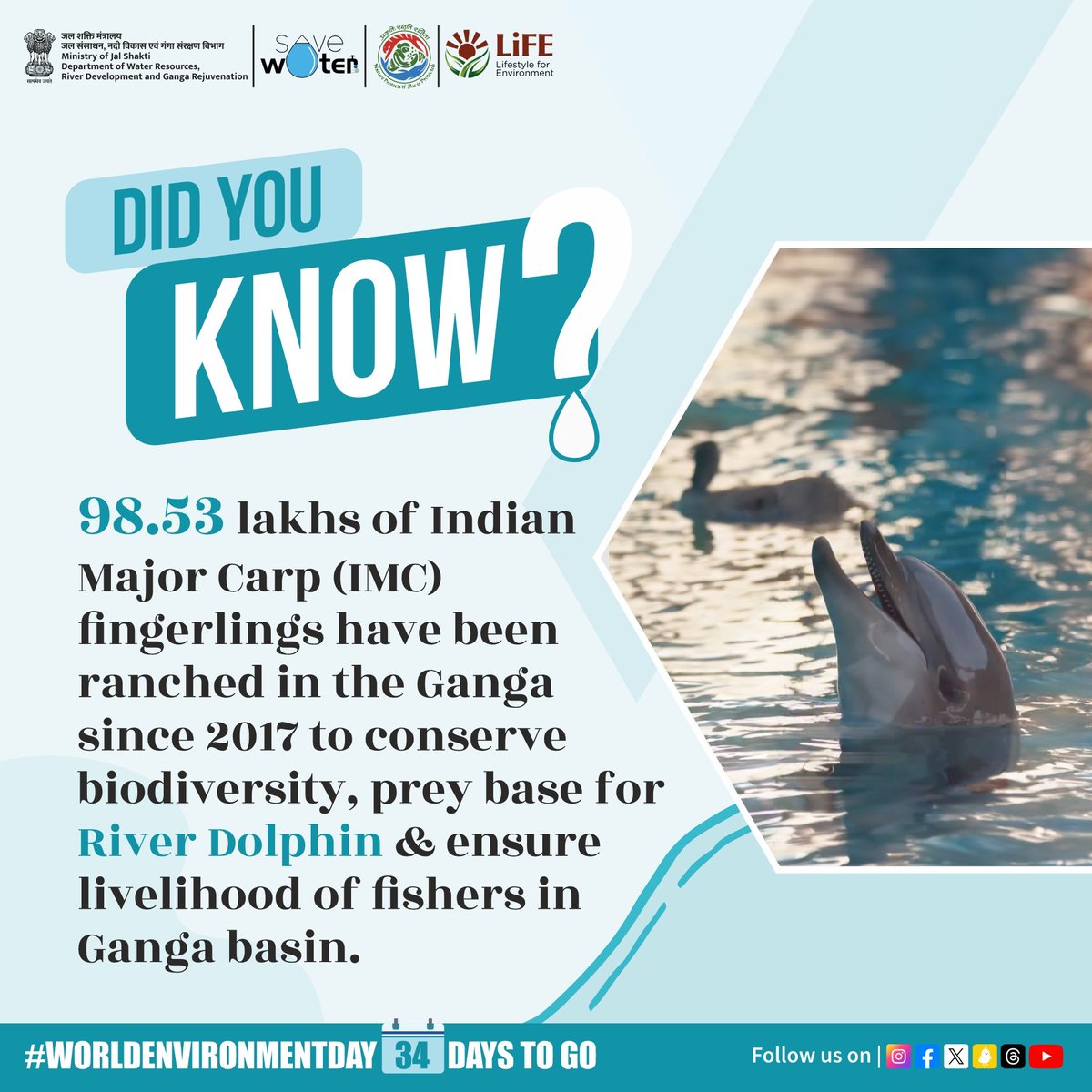#NamamiGange celebrates the Gangetic Dolphin's comeback! Their increasing numbers are a win for conservation. These 'river tigers' support fisher livelihoods by maintaining fish populations and serve as crucial bio-indicators of #NationalRiver #Ganga's health! #DidYouKnow