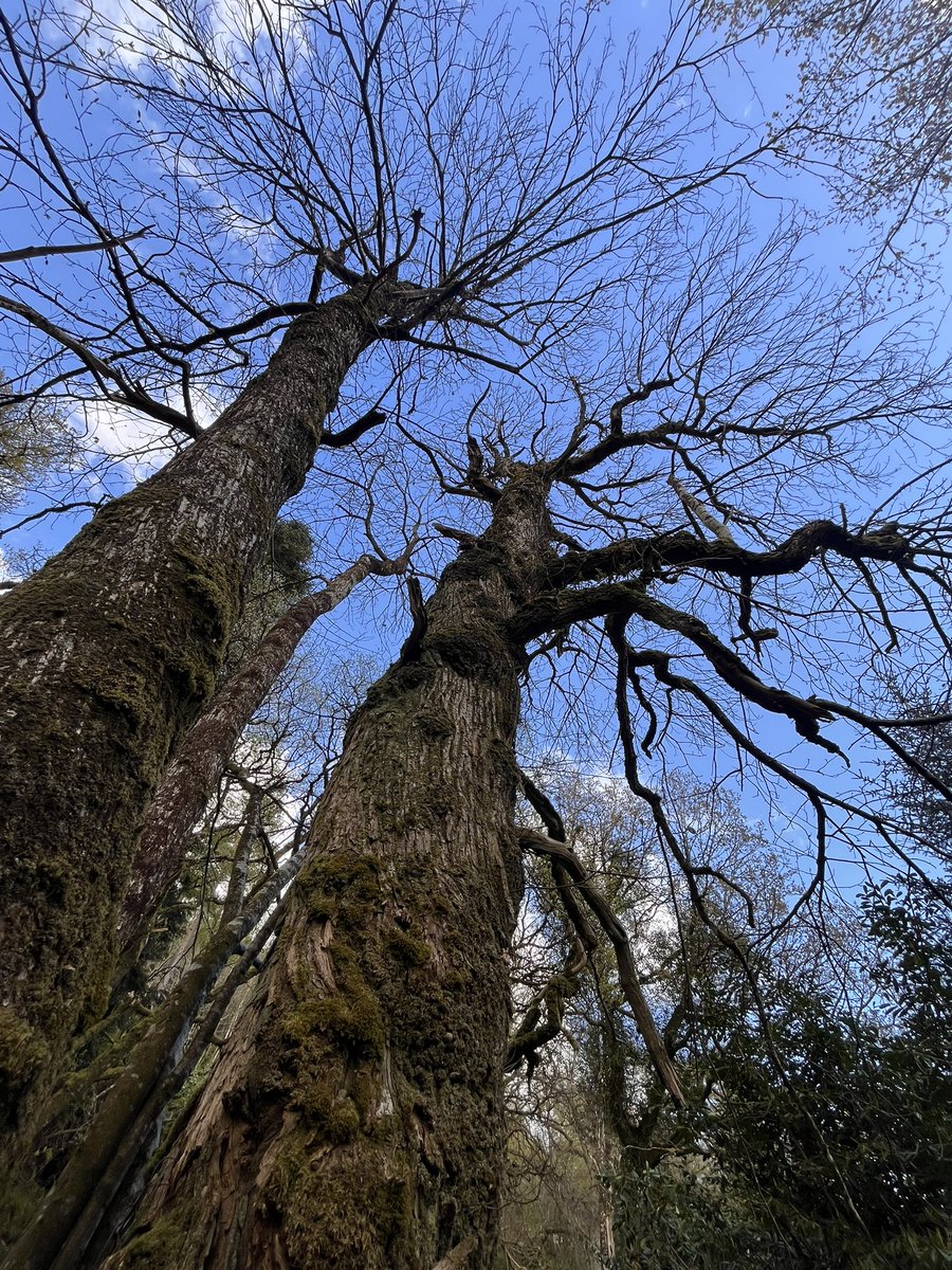 Another beautiful day delivering our Wild Earth 🌍 adventure therapy session in one of our favourite green gems 💎 on the Emerald Isle #adventure #adventuretherapy #greenspace #psychotherapy #naturebasedsolutions #getoutside