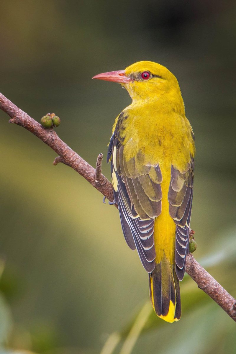 @kirola_hemant The first bird I was introduced to me while on nature trail when I was in my primary school. Indian Golden Oriole All are shot #FromMyWindow At Vile Parle East, Mumbai #IndiAves #ThePhotoHour #FavouriteBird #WindowShot