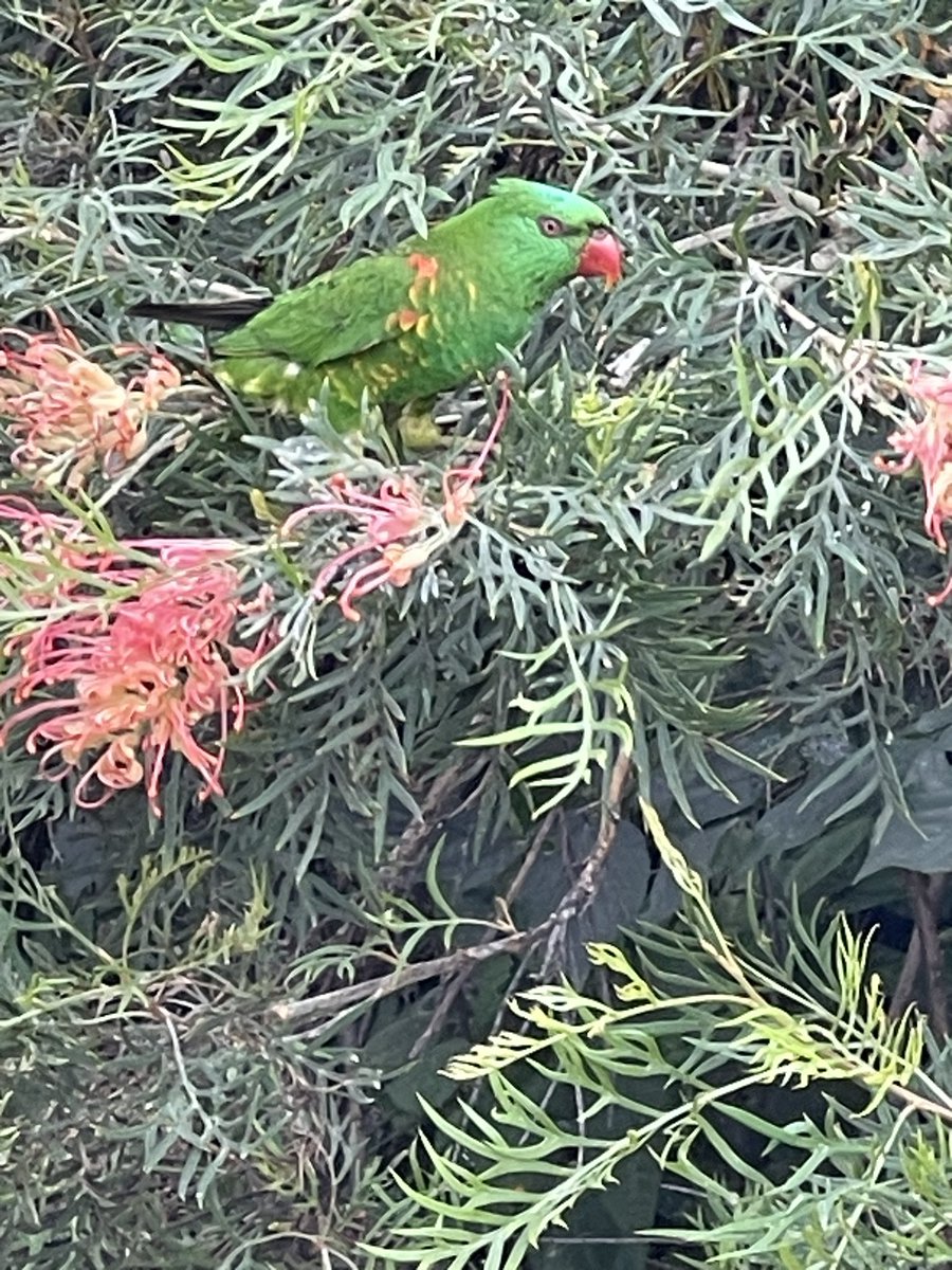 @GregLBean Today in inner city Brisbane. This one in an isolated row of grevillea bushes feeding on nectar with rainbow lorikeets. 😀 Scaly breasted lorikeets all green, red beak, red eyes and sometimes found feeding with rainbow lorikeets. They say might be in decline in Sydney….