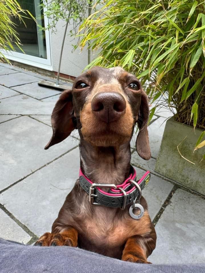 How dare they. Right im off back to sleep after already having 13 hours last night 🐾 💤