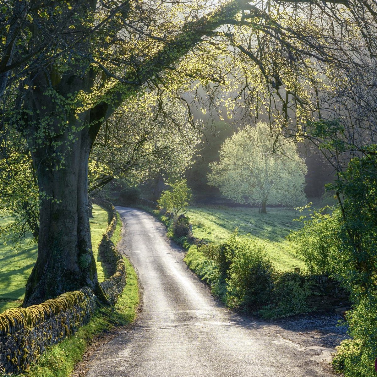 One of the most beautiful things about low sunshine on Spring mornings is the way the light picks out every brand new leaf on each tree, as if celebrating their shiny return. The trees shimmered proudly on this little #peakdistrict lane, as if showing off their new clothes.