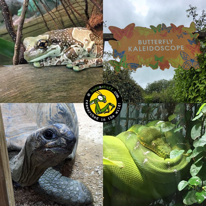 Another quick visit @JerseyZoo this time to de-install the @BlueTokay SNAKES exhibition. Would be rude not to have a look around while there!

#bugsnstuff #researchedinthewild #bringlessonsalive #insectsineducation