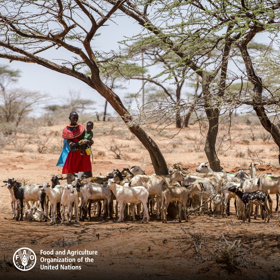 📢 Pastoralism isn't just a way of raising livestock! 🐫 It's a way of life deeply rooted in traditional ecological knowledge. 🌎 Let's support this resilient model that thrives amidst climate change challenges. ➡️ bit.ly/1DL9wHr