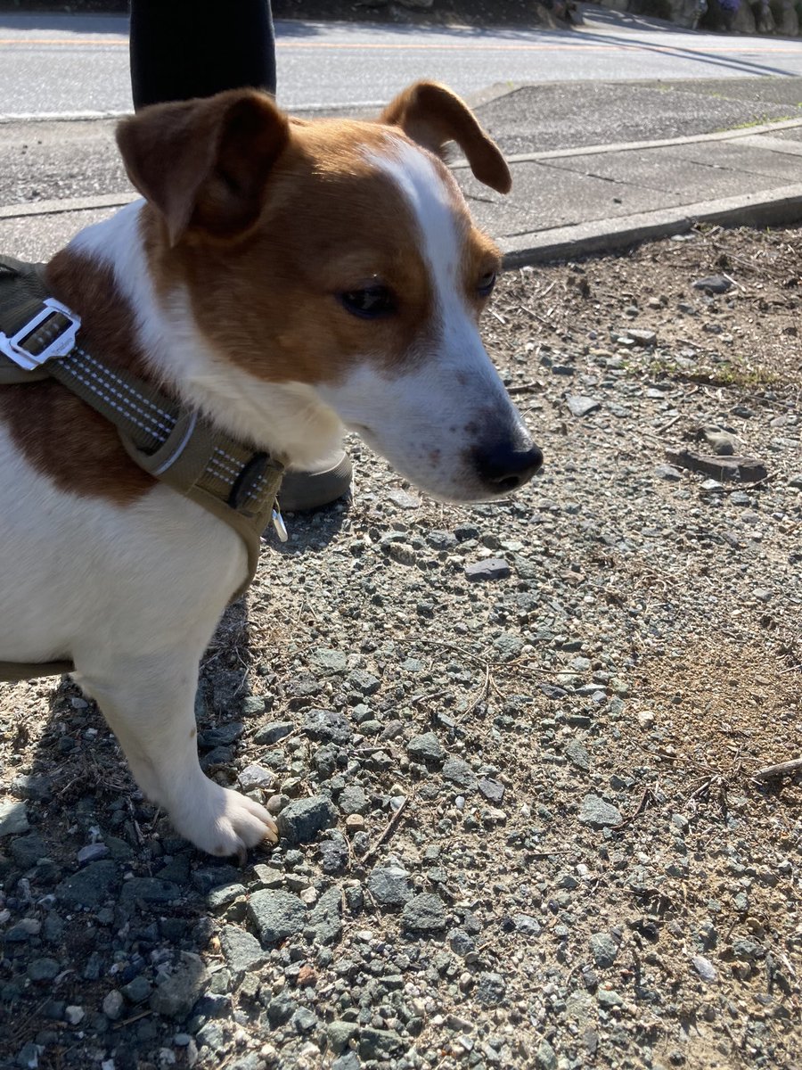 山梨県北杜市小淵沢にて迷い犬道路でひかれそうだったので一時的に保護してます。
ジャックラッセル？
なんとか飼い主さんへ届きますように。

#迷い犬
#迷子犬
#ジャックラッセルラッセル