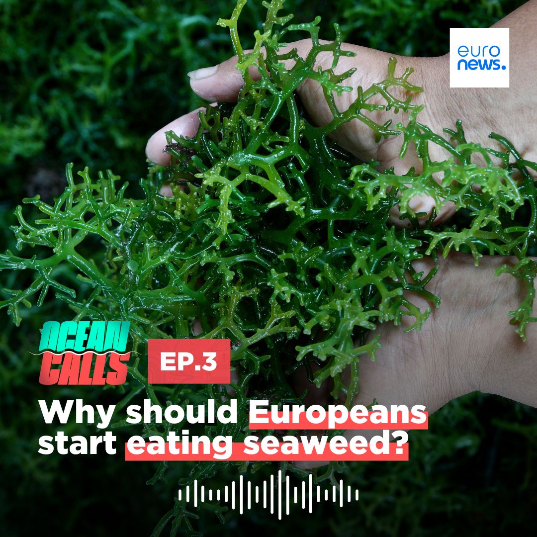 Seaweed is not just beach debris. 🌊🌿 It's also a superfood which offers solutions to various environmental issues, from capturing carbon to reducing overfishing. 🎧Find out more on the #OceanCalls podcast: spoti.fi/4b0UJR0 w/ @EU_MARE