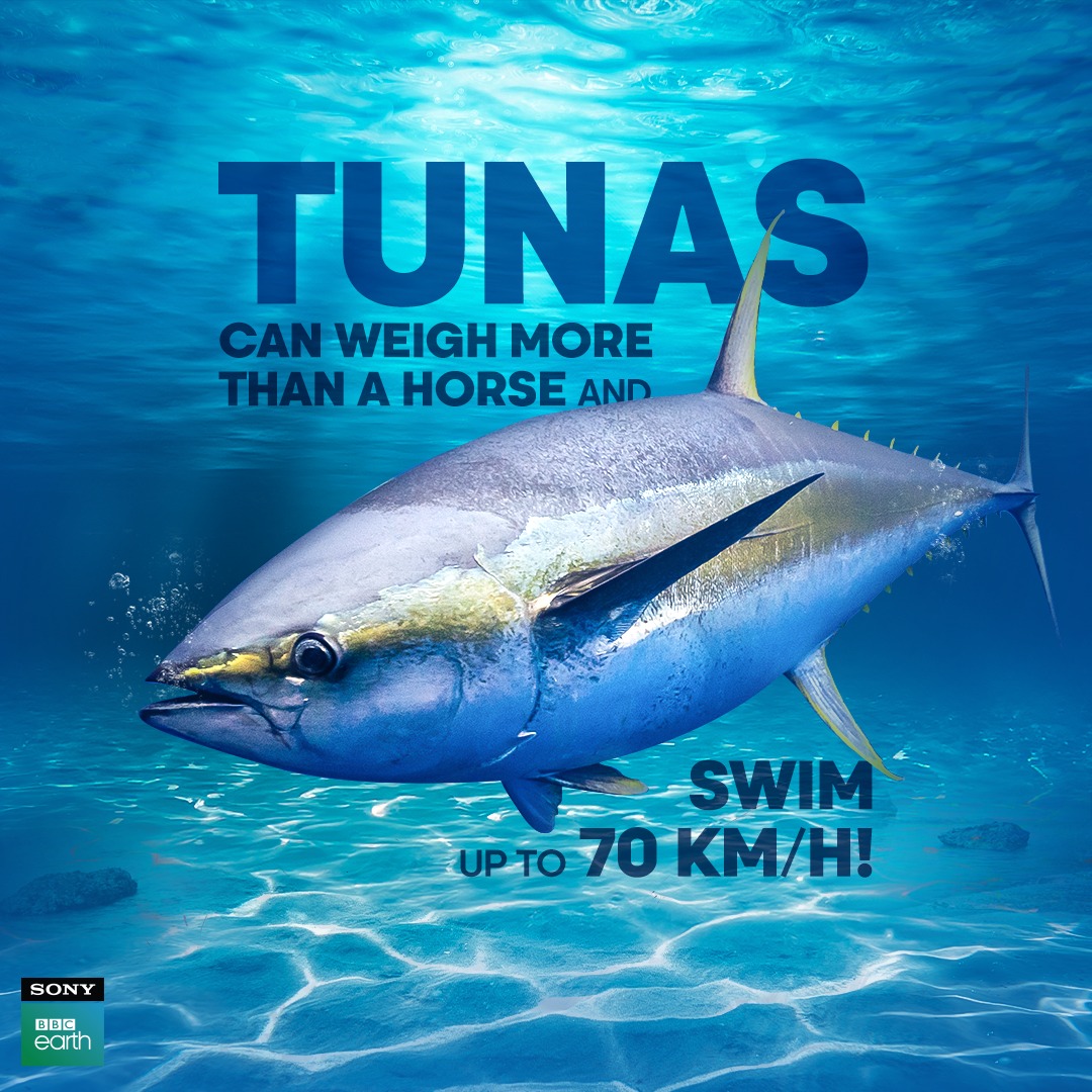 Tunas are some of the most remarkable creatures in the world's oceans. Their bodies are built for speed, and Atlantic Bluefin Tunas can grow to as big as 10 feet in length, weighing up to 900 kgs or more!​

#SonyBBCEarth #FeelAlive #Nature #Wildlife #DidYouKnow #Tuna #Sea #Ocean…