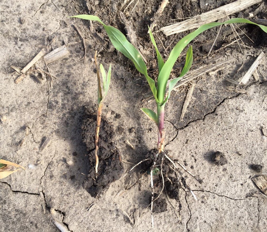 Cool and wet soil conditions, often resulting from repeated rainfall events, can lead to the development of seedling diseases in corn. This article delves into the causes, symptoms, and management...Read More: farmhutafrica.com/blog/understan…