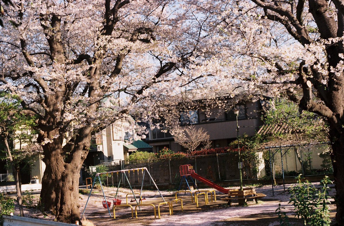 Cherry blossom in my hometown