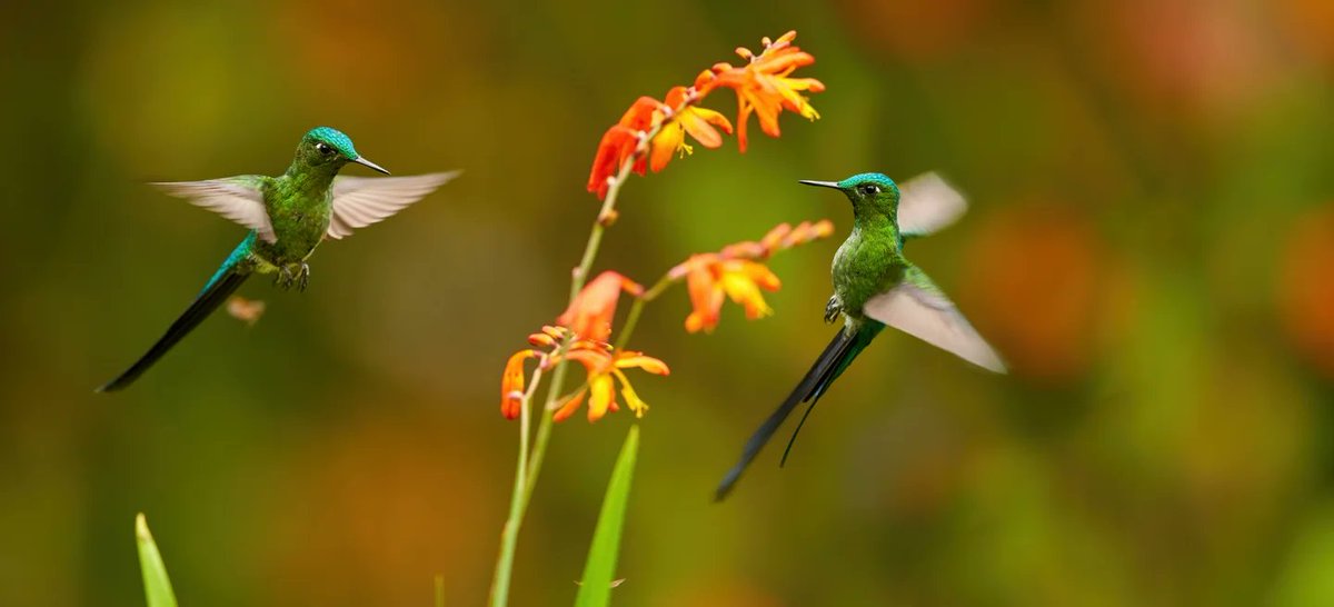 🐦🦋Biodiversity hotspots are home to a staggering array of different species, however they are under threat from human activity. Learn why they must be protected courtesy of @theGEF ➡️thegef.org/what-we-do/top…