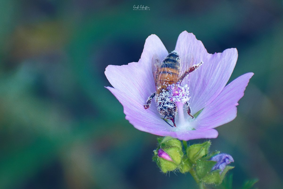 La belle récolte - The big harvest 
#naturephotography #WildlifeWednesday #flower #photography #NikonPhotoMonth #Nikon