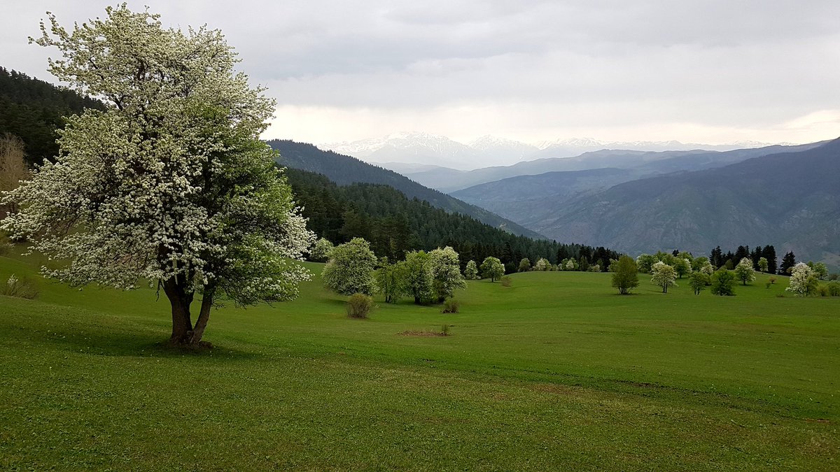 Çiçek açmış armut ağaçları Yeşile boyanmış toprağın saçları. Artvin Ardanuç Tosunlu Köyü.