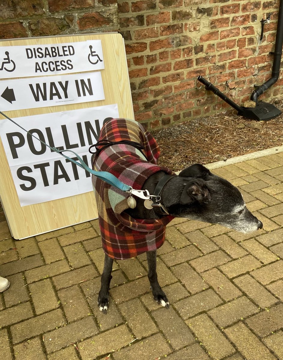 Reluctant this morning but up and at ‘em anyway #dogsatpollingstations #houndsoftwitter