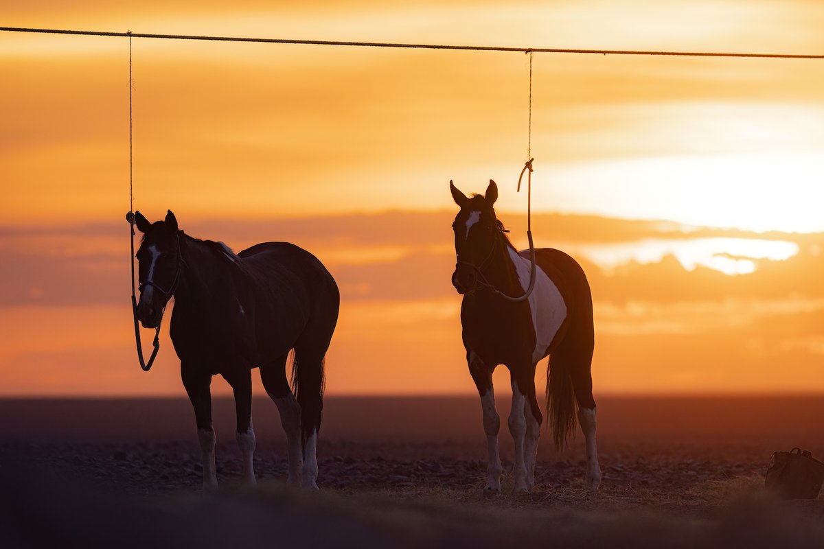 Tranquility.  Picket line at #sunset - serenity reigns.  #memorablemoments on #safari with #Horses in #Namibia