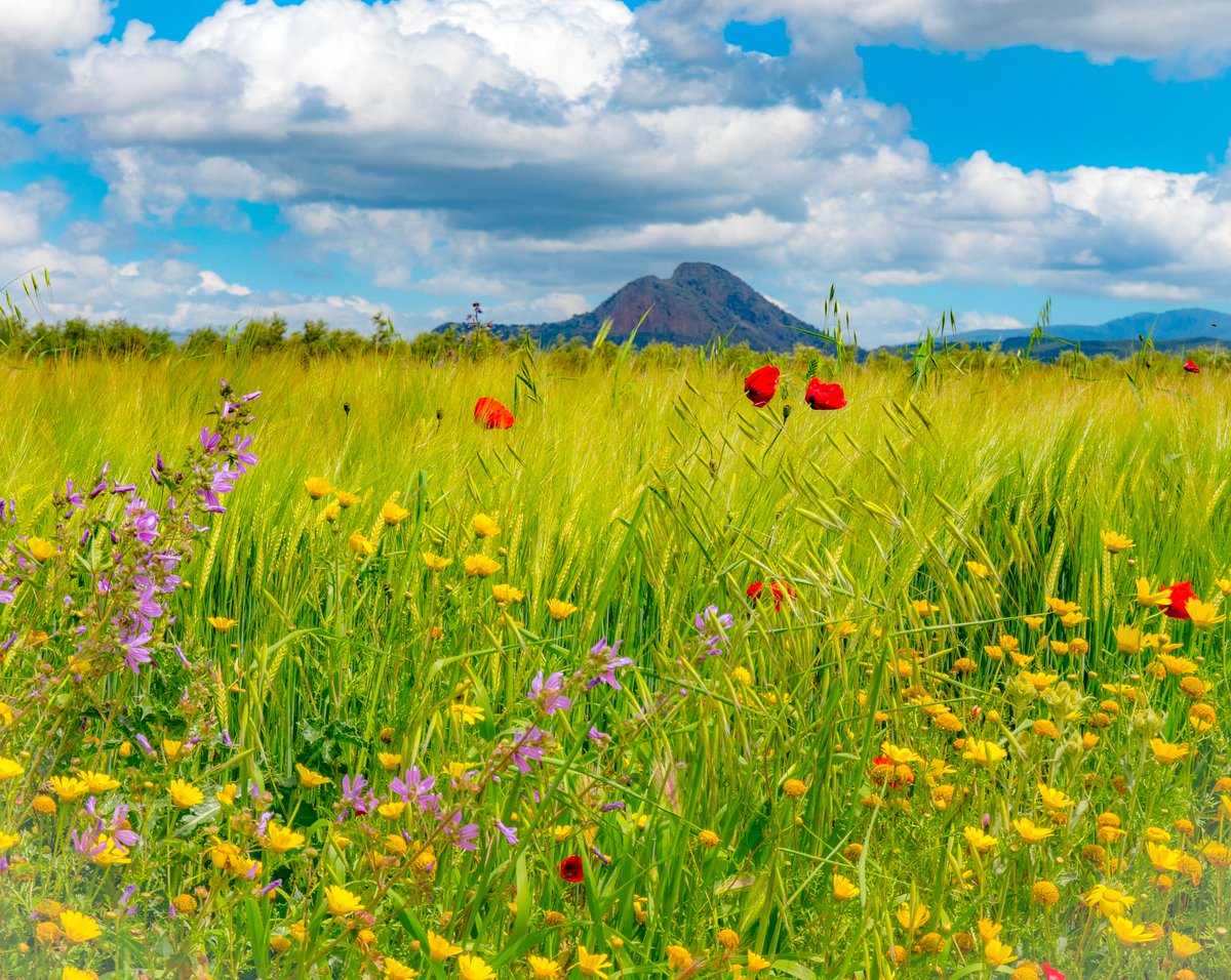 Peña de los Enamorados (Antequera, Málaga) #peñadelosenamorados #antequera #malaga #andalusia #Andalucía #Spain #paisaje #landscape #landscapephotography #flores #flowers #florasilvestre #wildflowers #primavera #spring #mayo #maycolours #naturaleza #nature