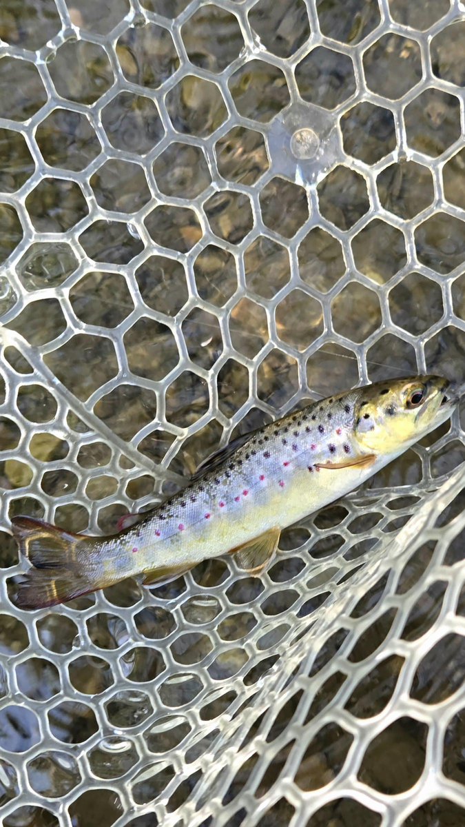 Native Brown, small stream SE PA flakefood.com/513181/native-… #Fishing #FlyFishing #FlyFishingGear #FlyFishingTackle #FlyTackle