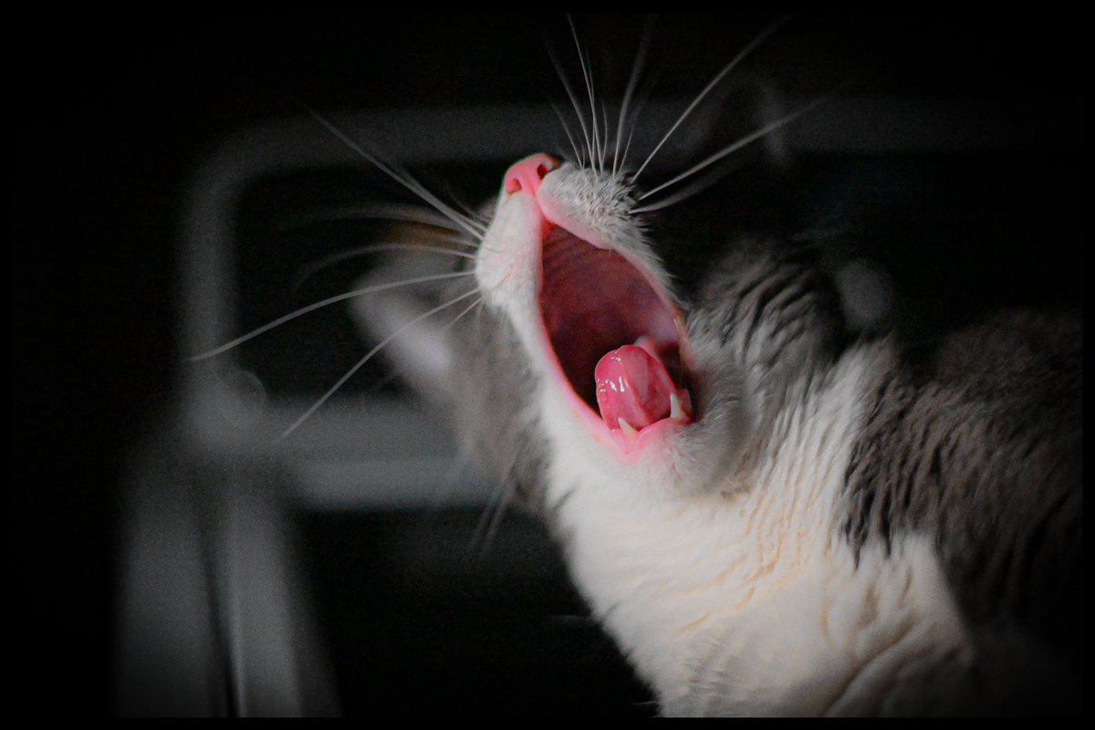 Last Picture of My Day #4683 Tom the Cat yawns in the night as he lays on his favorite spot, the washing machine. #cats #pets #nikon #nikonz8 #gato