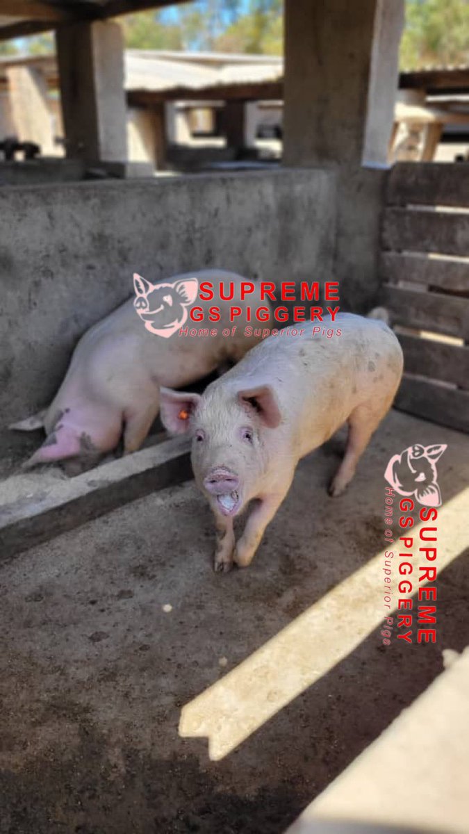 It’s a good morning from Supreme GS piggery 🙏🏿