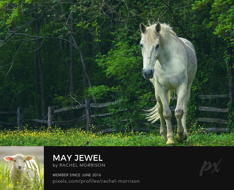 May Jewel rachelsfineartphotography.com/featured/may-j… #Virginia #horsephotography #Williamsburg #spring