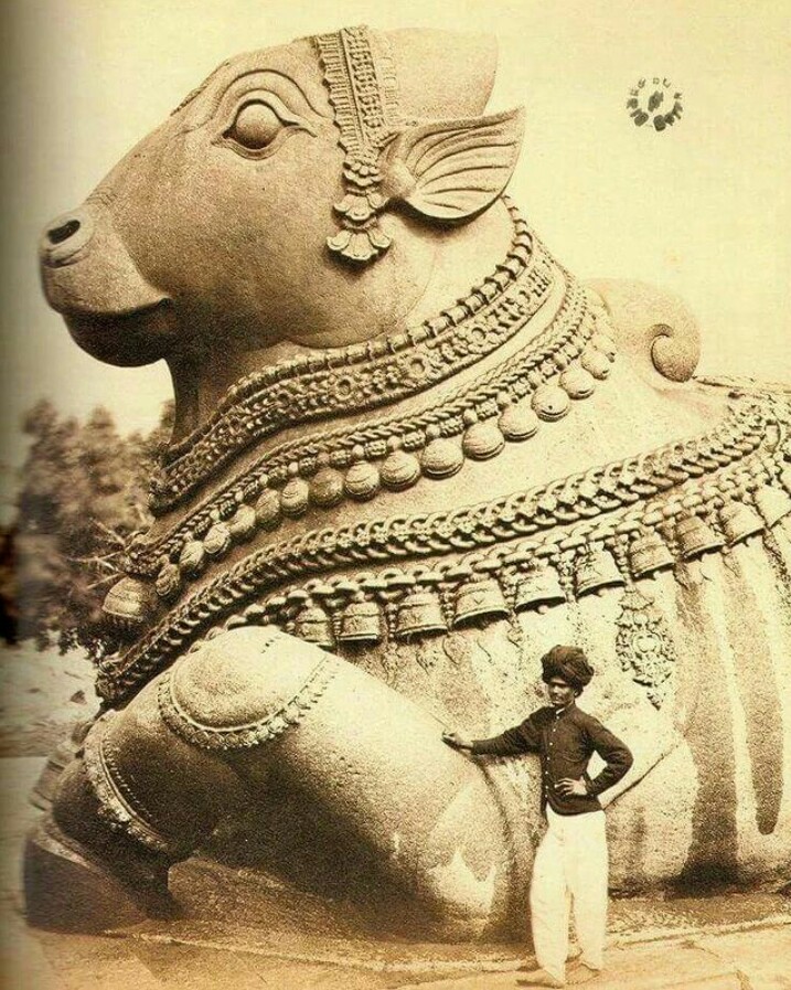 Extremely Rare photograph of 16 feet Tall 24 feet long one of the large Granite monolithic murti of Nandi Maharaj at Chamundi Hills in Mysore Karnataka