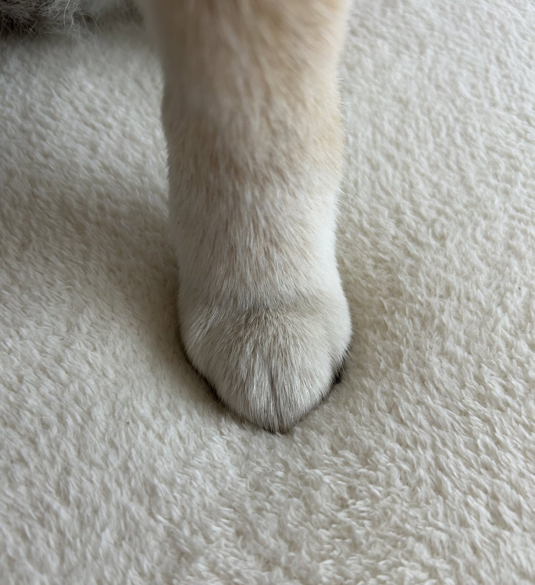 これはまだご飯が半分残ってるのにご飯全部食べましたと報告に来た柴犬の可愛いおてて