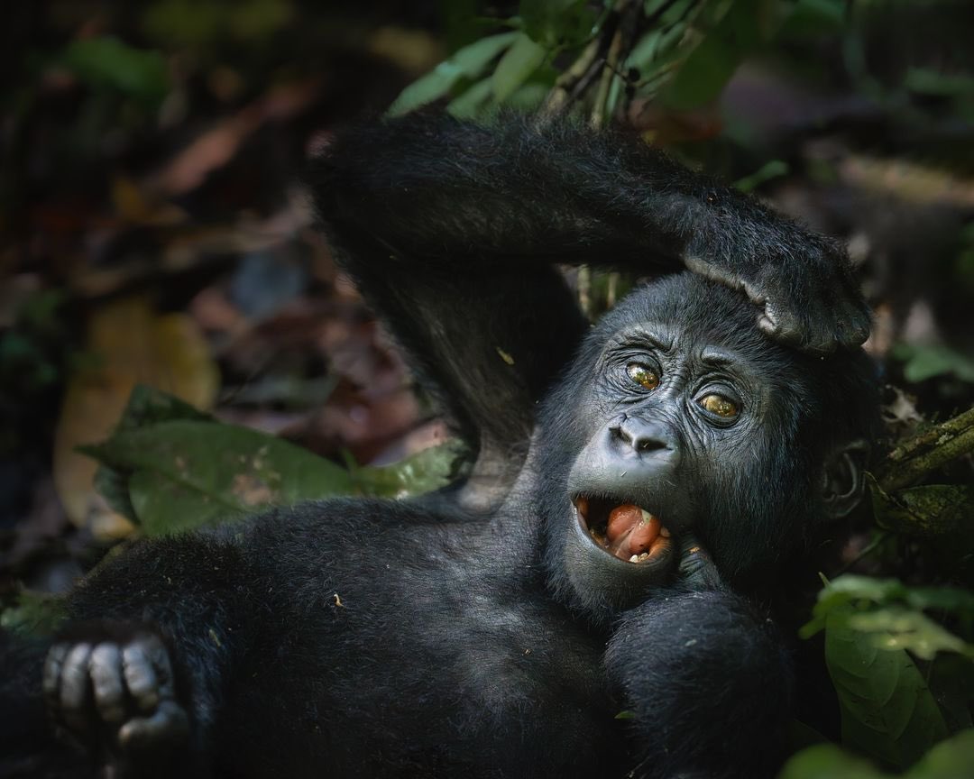 A young mountain gorilla from the Rushegura group at ease in the dense forests of Bwindi Impenetrable National Park. 📸: Lukas-Walter-Photography