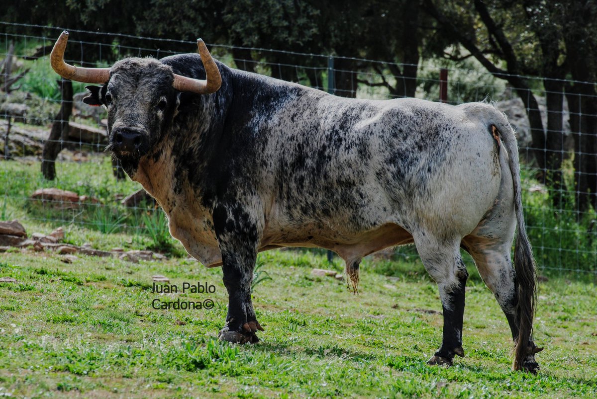 El Montecillo para hoy en Las Ventas.