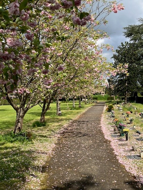 Another stunning display from the cherry trees in #cranleigh cemetery