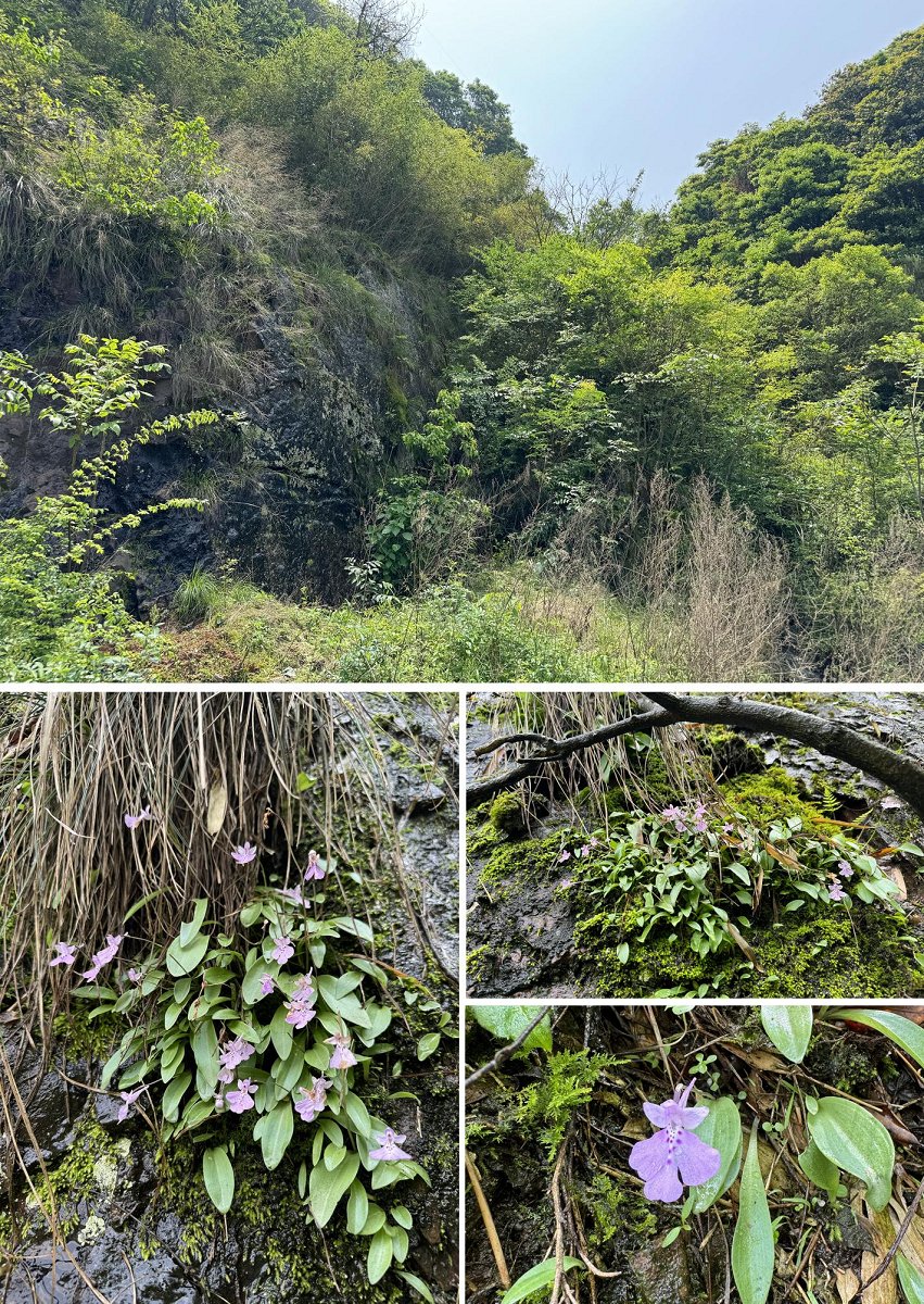 🌿🔍Recently, over 100 rare and endangered Shizhenia pinguicula, a Zhejiang-endemic #orchid, were discovered on the rocky outskirts of a forest park in Yiwu, #Zhejiang province. [Photo/Zhao Junwen] #GreenChina #WildChina #Biodiversity #NatureLover