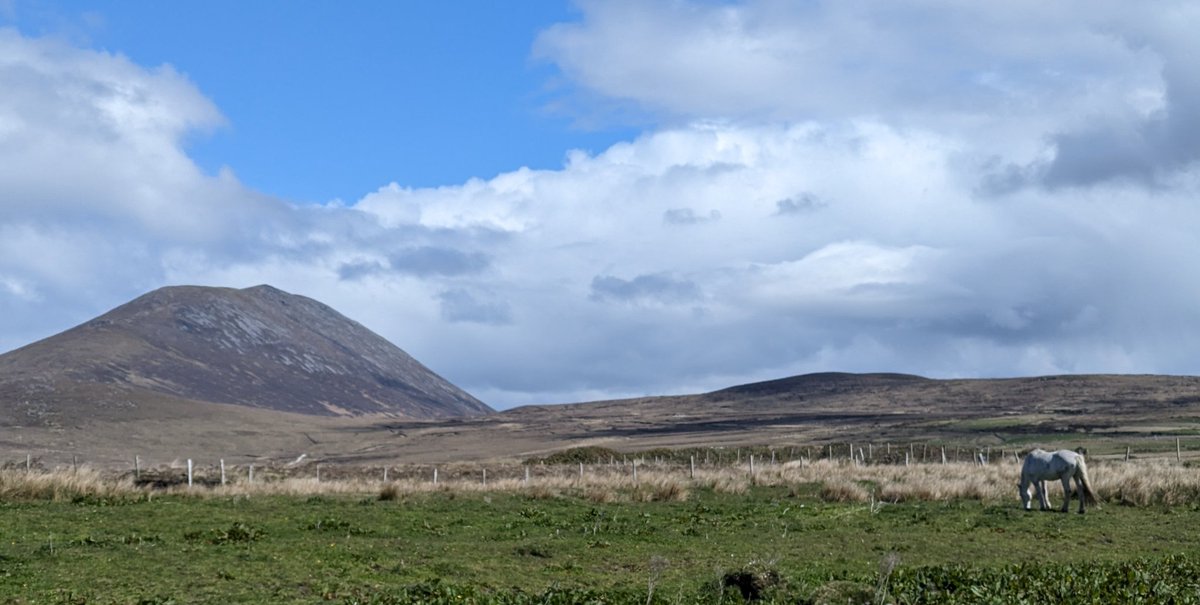 Grey horse with Slievemore from Dooagh, Achill, co Mayo #mountains #wildatlanticway #hiking #OutdoorAdventures #ireland ,#horse