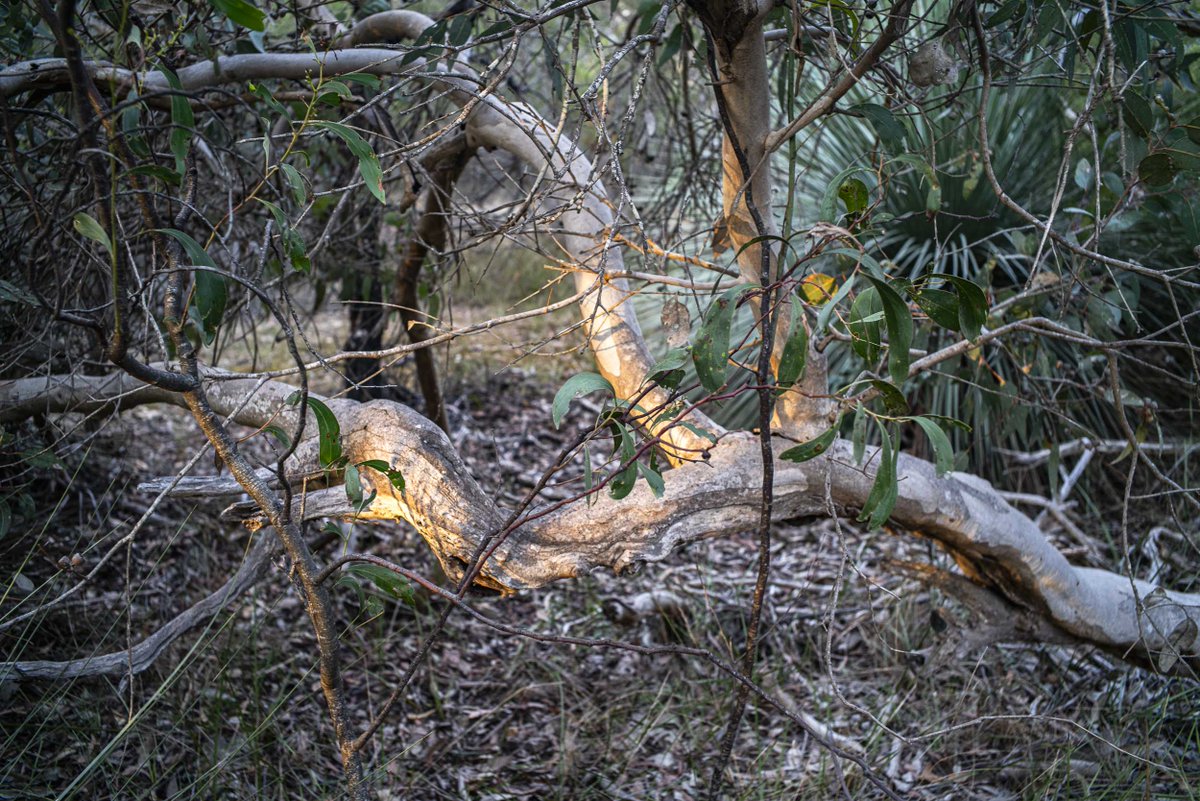 a photowalk in the Waitpinga bushland dlvr.it/T6JH8X