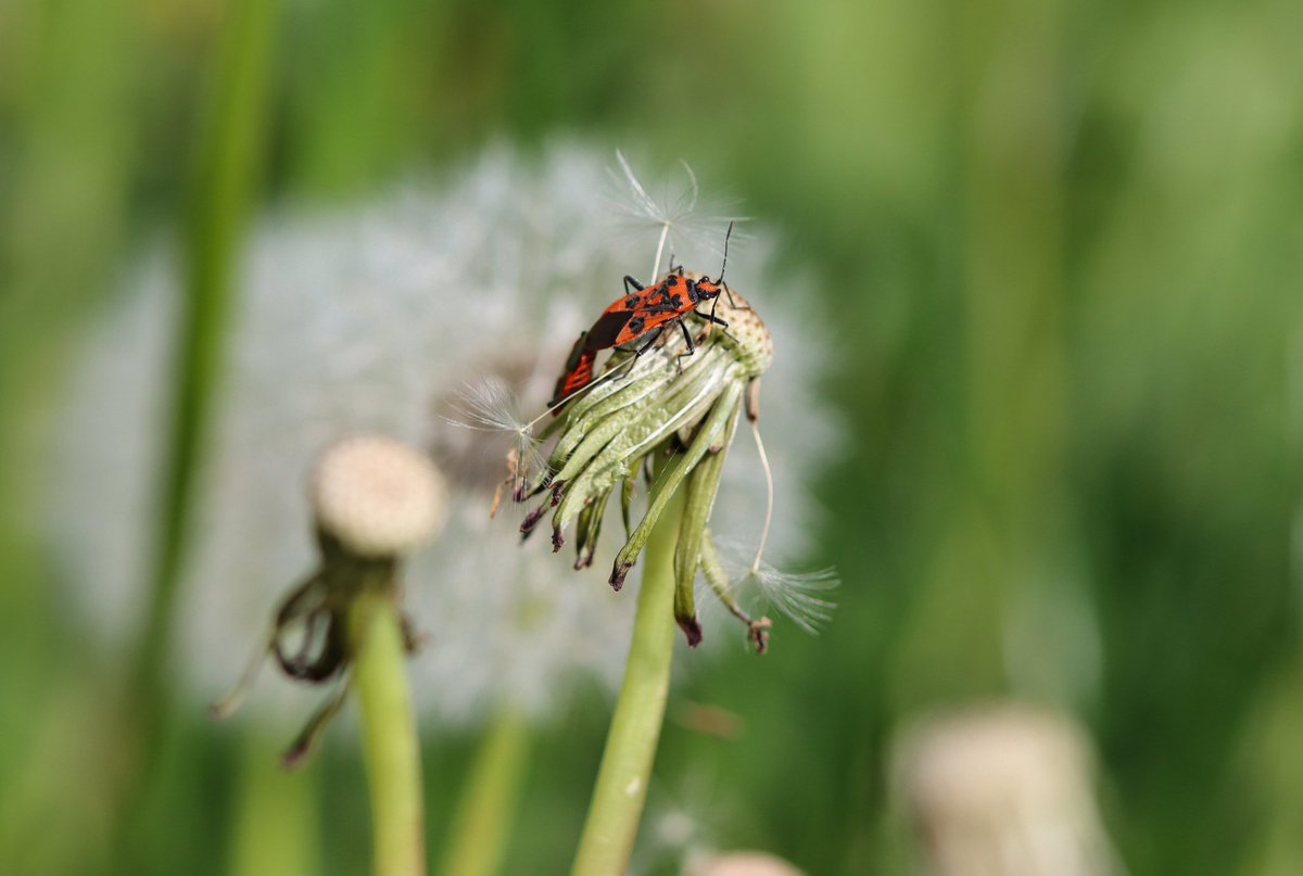 Loads of Hairy Sheildbug and Cinnamon Bugs in #Kilnfield #Tenterden @Buzz_dont_tweet @KentWildlife