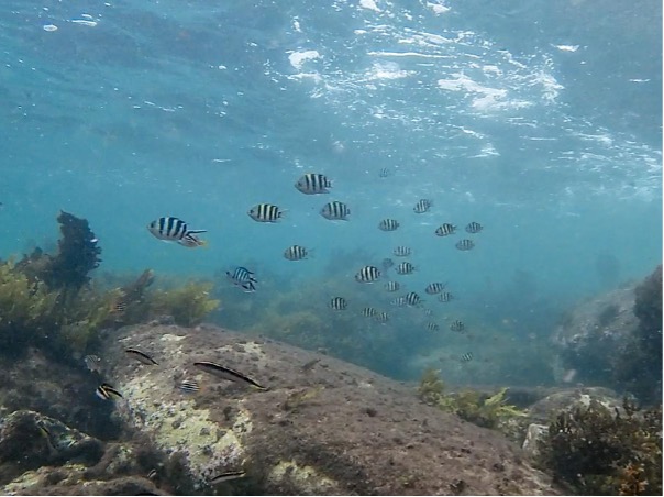 New research from Prof @INagelkerken reveals how #climatechange is driving the invasion of tropical fish species into temperate Australian waters. This has important implications for #marineecosystems 🐠 🔗 blogs.adelaide.edu.au/environment/20… @UofA_SET