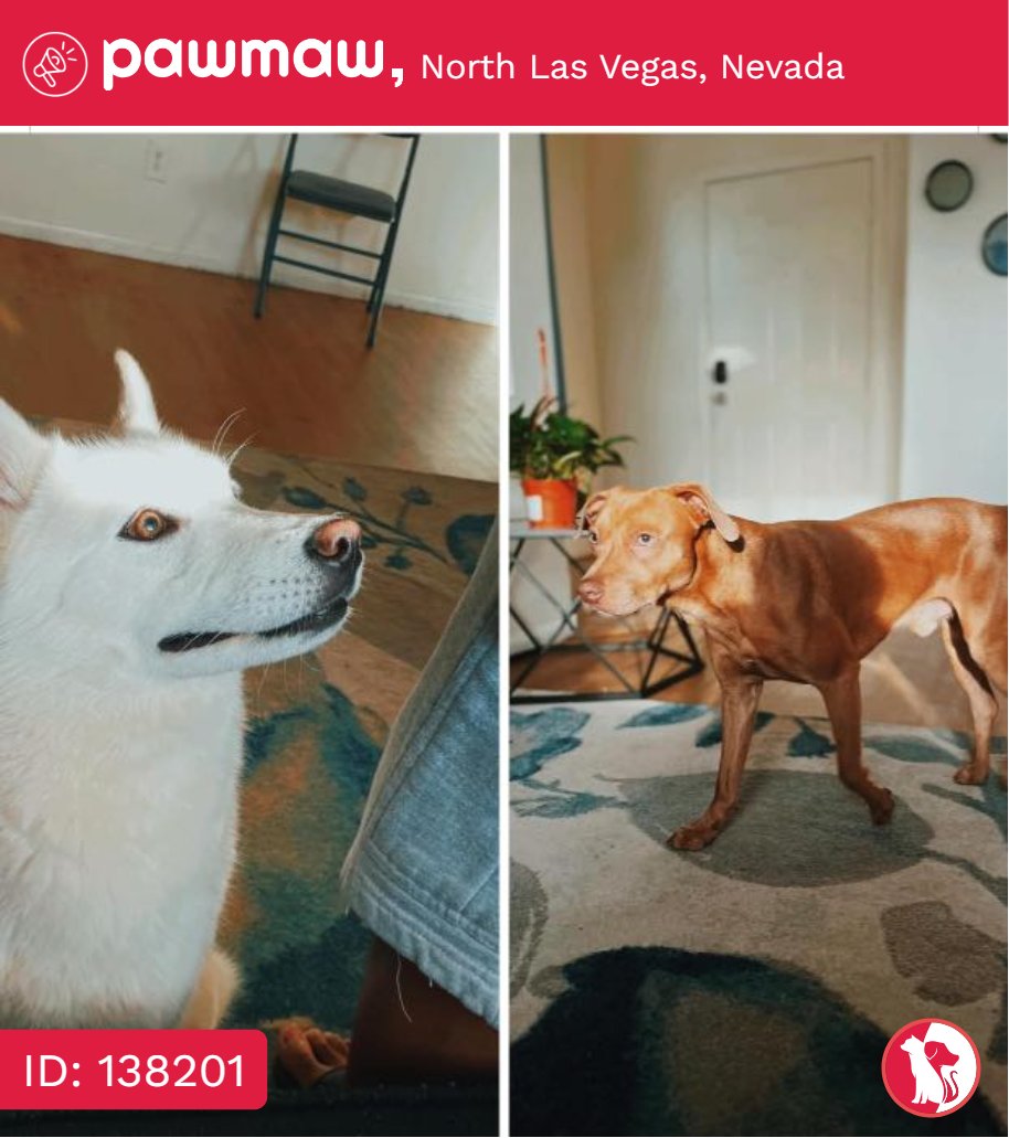 Benji - Lost Dog in North Las Vegas, Nevada, 89032

More Details:
pawmaw.com/lost-benji/138…

#LostPetFlyer #pawmaw
#LostDog #LostPet #MissingDo
#LostCat #LostPetFlyer #FoundPet