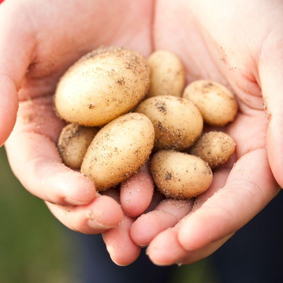 🍅 Taste the difference! #Organic produce is packed with nutrients and free from synthetic pesticides. Choose organic for a healthier lifestyle. #HealthBenefits #EatOrganic

Learn more about OrganicClimateNET project 👇bit.ly/3Jdg1P5