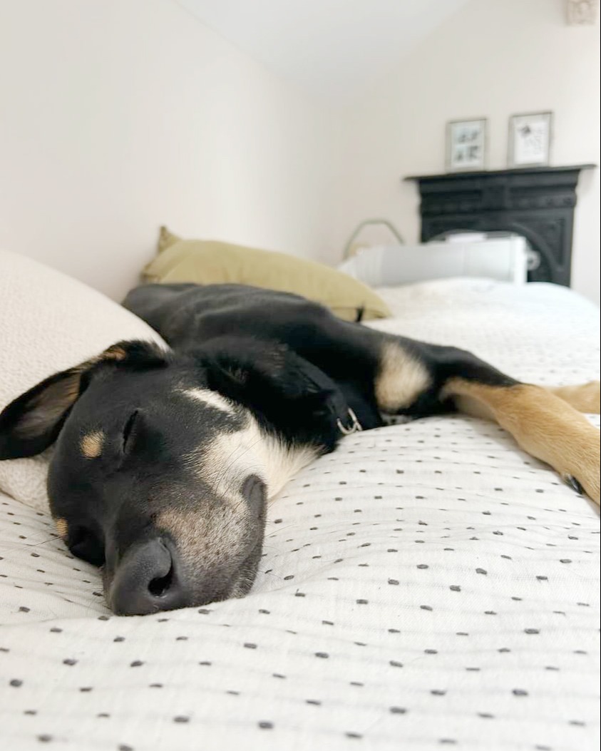 At 8wks old, Freddie was handed over to us. 💛
He was quickly adopted up and we can see that he’s living his best life every day! 🥰🐶💛

Scroll 👈 to see him grow...

#RescueDog #ThrowbackThursday #AdoptDontShop #Rehome #GoodNews #SuccessStory #Puppy #Leeds @DogsTrust