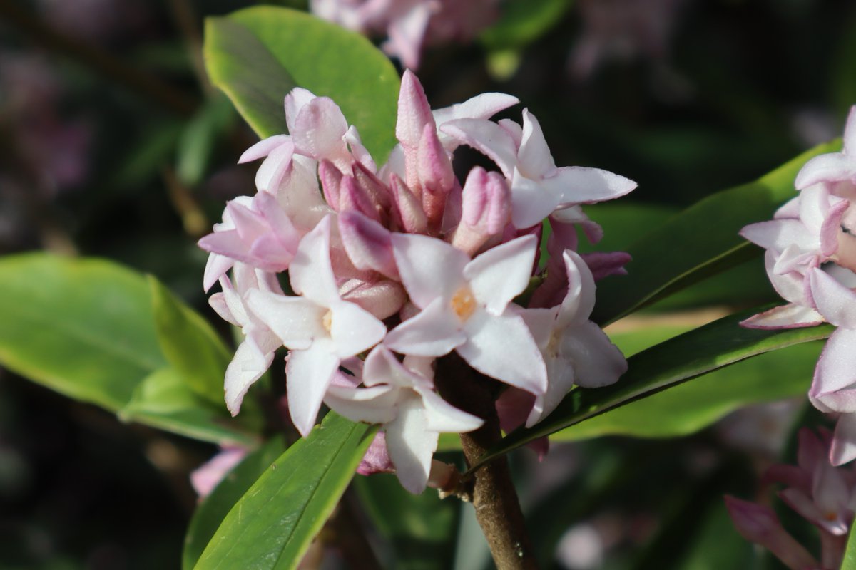 Daphne is now a new National Plant Collection, held @RHSWisley. Daphnes can add colour and scent to the winter garden from Nov to Apr? Good for pollinators too.

Image: #Daphne 'Spring Beauty' cc Plant Heritage

 #RHSWisley #winterflowers #scentedflowers #NationalPlantCollection