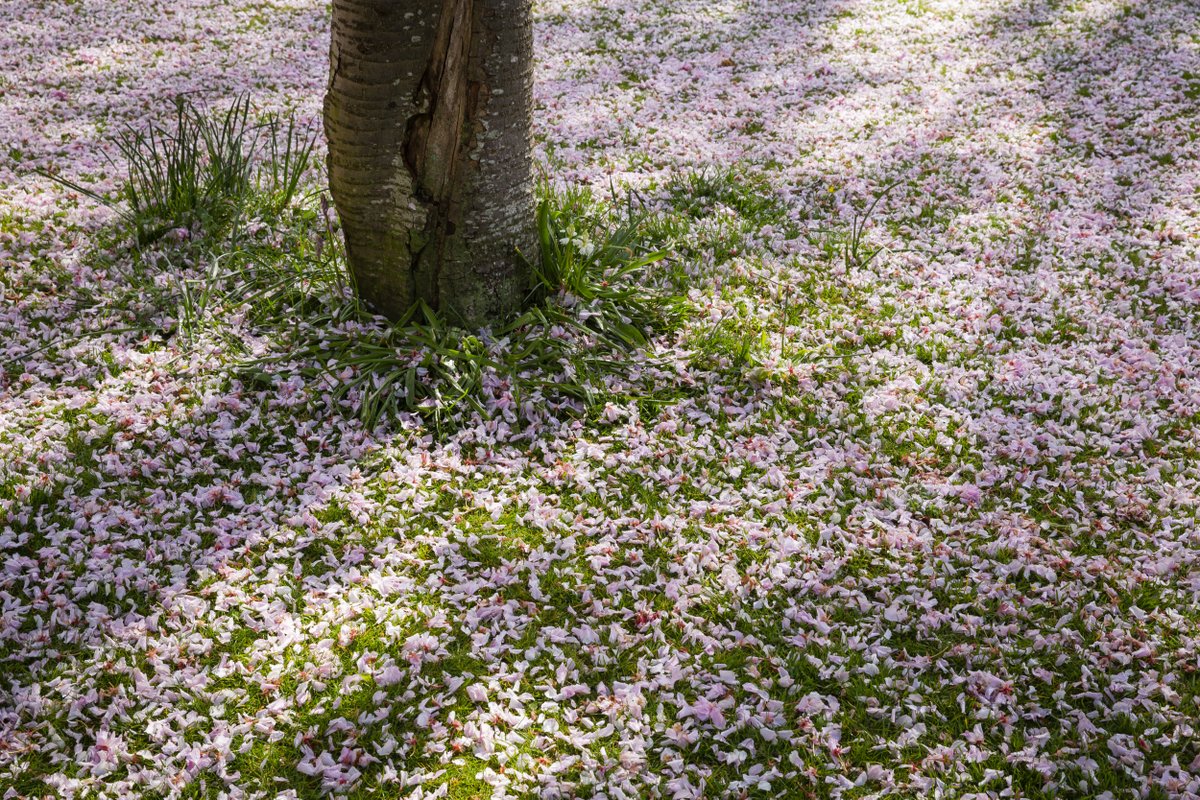 Have you paused to notice the beauty of fallen blossom yet?