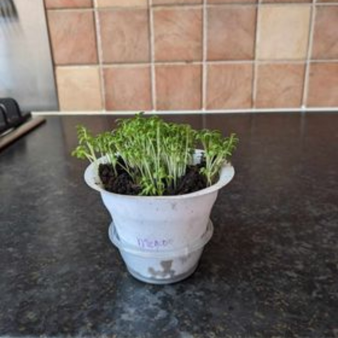 St Marys Oswaldtwistle Rainbows and Brownies from @Girlguiding_LE had a fabulous time last week. The Rainbows used recycled pots to plant cress seeds 🌈And the Brownies made models, illustrations, and fact files all surround the theme of Planet vs Plastic. Well done girls 🌍