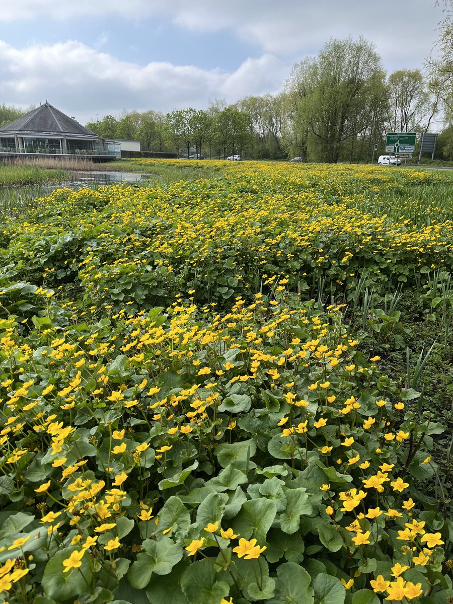 Marsh Marigold heralding the start of summer in some style here in Stirling!