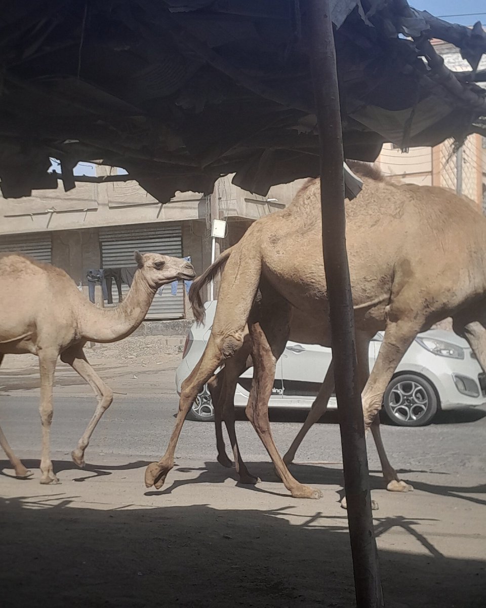 Sighted in Portsudan