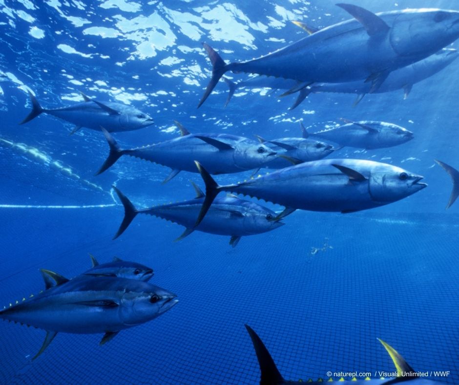 1/4 Happy #WorldTunaDay ! 🐟 DYK that the Indian Ocean ranks second worldwide for tuna catches in the main markets. Tuna is a highly migratory species that requires high levels of regional cooperation to achieve effective long-term sustainable management. @WWF_SWIO