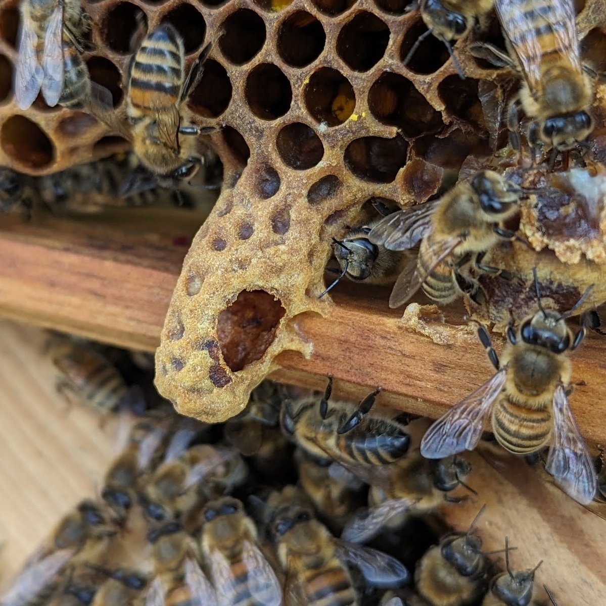 Torn down Queen cell. Bad weather delays swarming!

#NorfolkHoneyCo
#StewartSpinks
#BeekeepingForAll
#Beekeeping
#Honeybees
#BeeFarmer