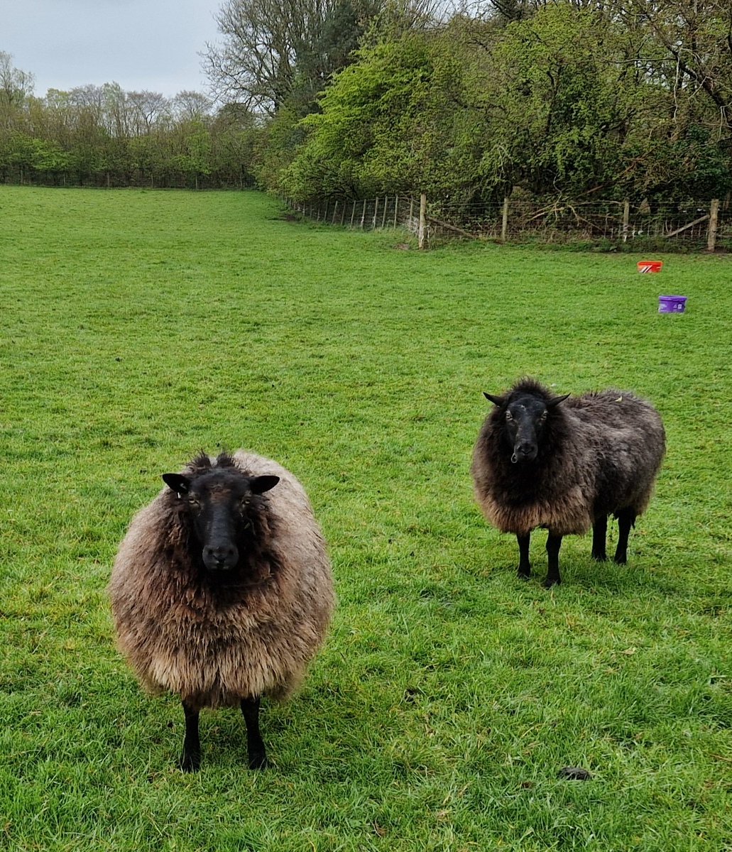 Twin sisters Sioned and Sara 💕 wondering where the sun's gone 🌦

#animalsanctuary #sheep365 #twins #AnimalLovers  #foreverhome #nonprofit #amazonwishlist #sponsorasheep 

woollypatchworksheepsanctuary.uk