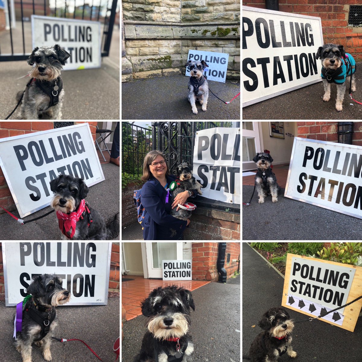 Very sad not to be able to take part in #dogsatpollingstations this year so here is a compilation from previous years. Remember to use your vote today! It’s what Sprocket would have wanted 😉