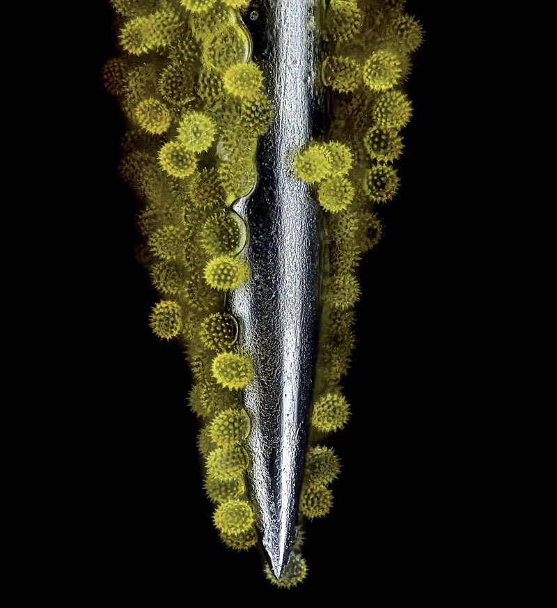 microscopic view of sunflower pollen grains on an acupuncture needle