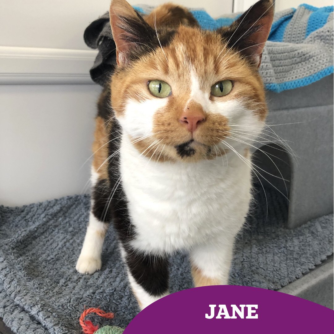 How gorgeous is Jane?! 😻 Everyone who meets this lovely lady describes her as 'an absolute delight' 🌟 We don't think she will be with us long! 🏡 Is she purrfect for you? If so, enquire by clicking the link below 👇🏻 cats.org.uk/findacatform/?…