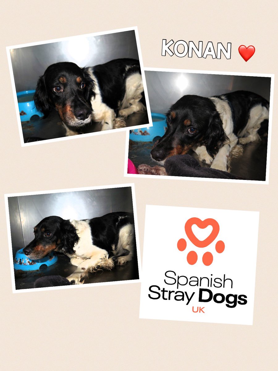 KONAN 🧡 Recently arrived at pound, gorgeous 2 year old Breton Spaniel, found on streets. Volunteers at pound tell us he likes tummy rubs, long walks & cuddles 😊 For more info: Adoptions@spanishstraydogs.org.uk Profile: spanishstraydogs.org.uk/dog/konan/ #adoptdontshop #spaniel